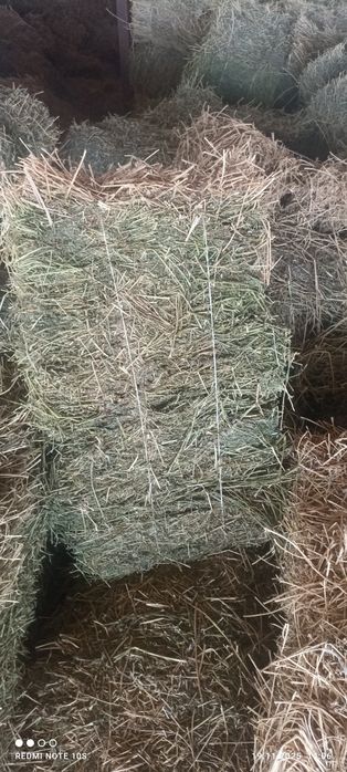 Сено люцерна 2000