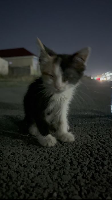 Котенок наворожденный