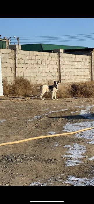 Алабай Күшік сатылады