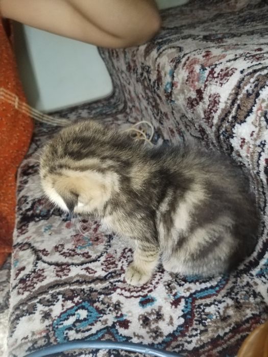 Bengal mushukchalar sotiladi