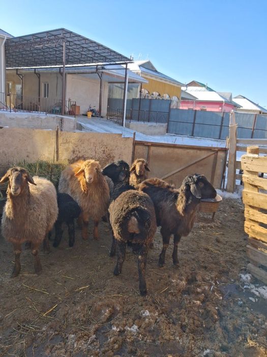 Бір бір жарым жасар тоқтылар сатылады. Сауда бар
