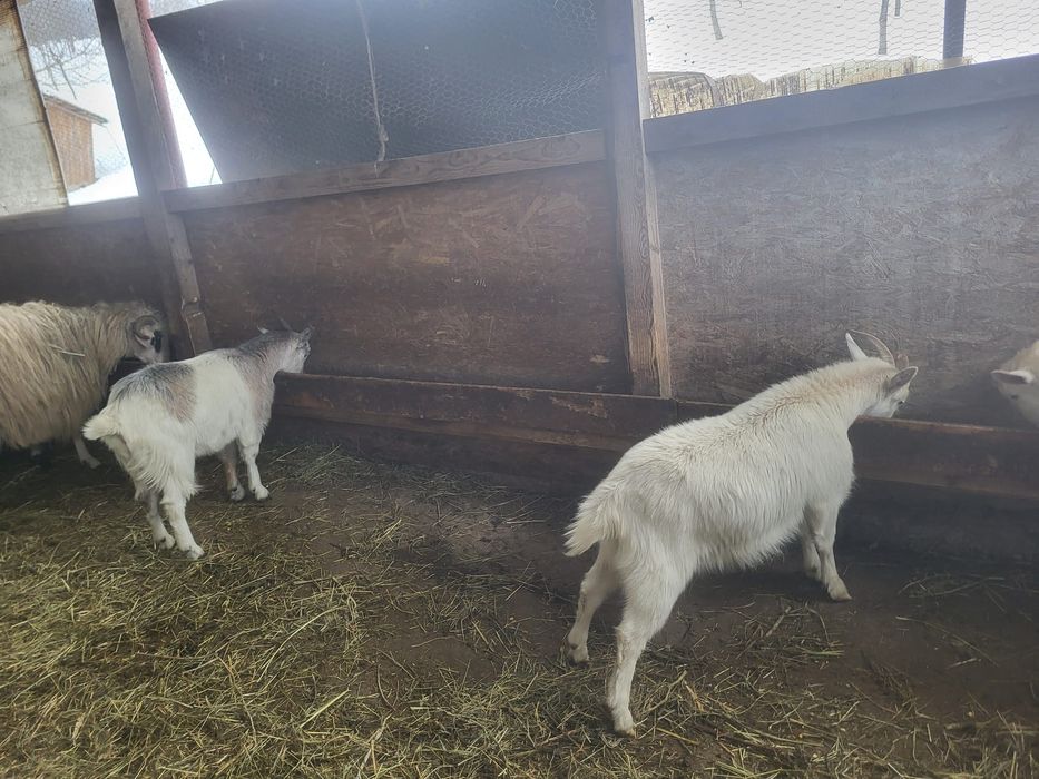 Vând 2 iede și un țăpișor