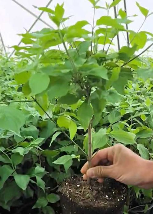 Дрян – Фиданки | Сорт Джолико