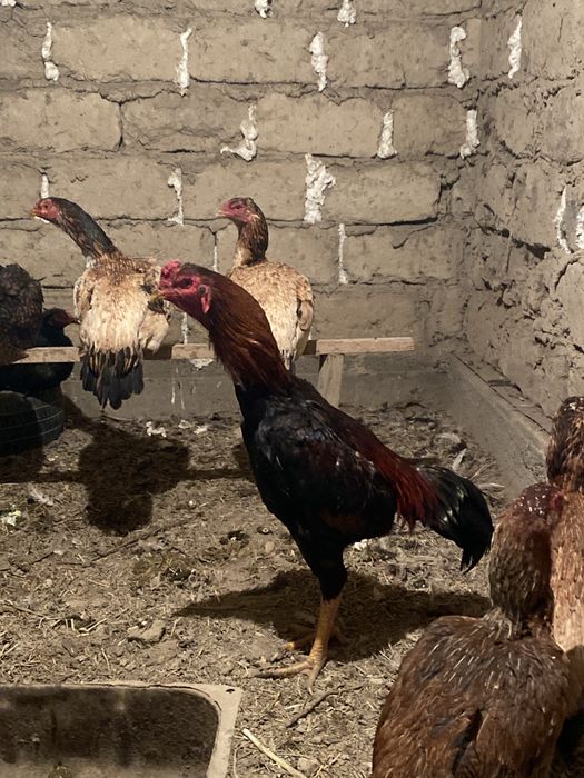 Дакан қораз сатылады