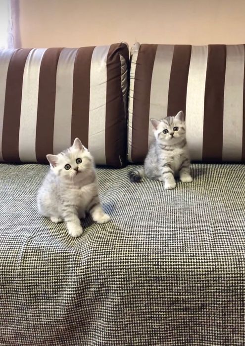 Продаются котята серебристая шиншилла!