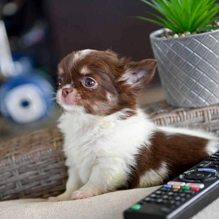 Мъжко дългокосместо мини чихуахуа бял шоколадов тен