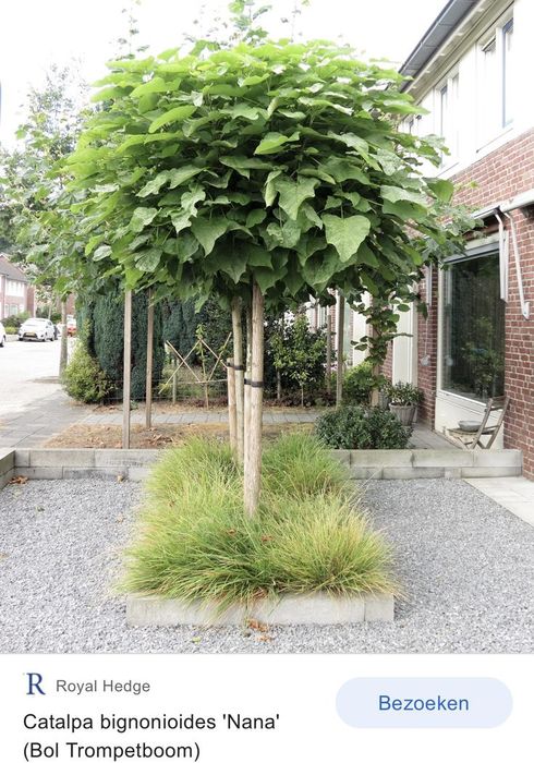 Catalpa globulara diferite