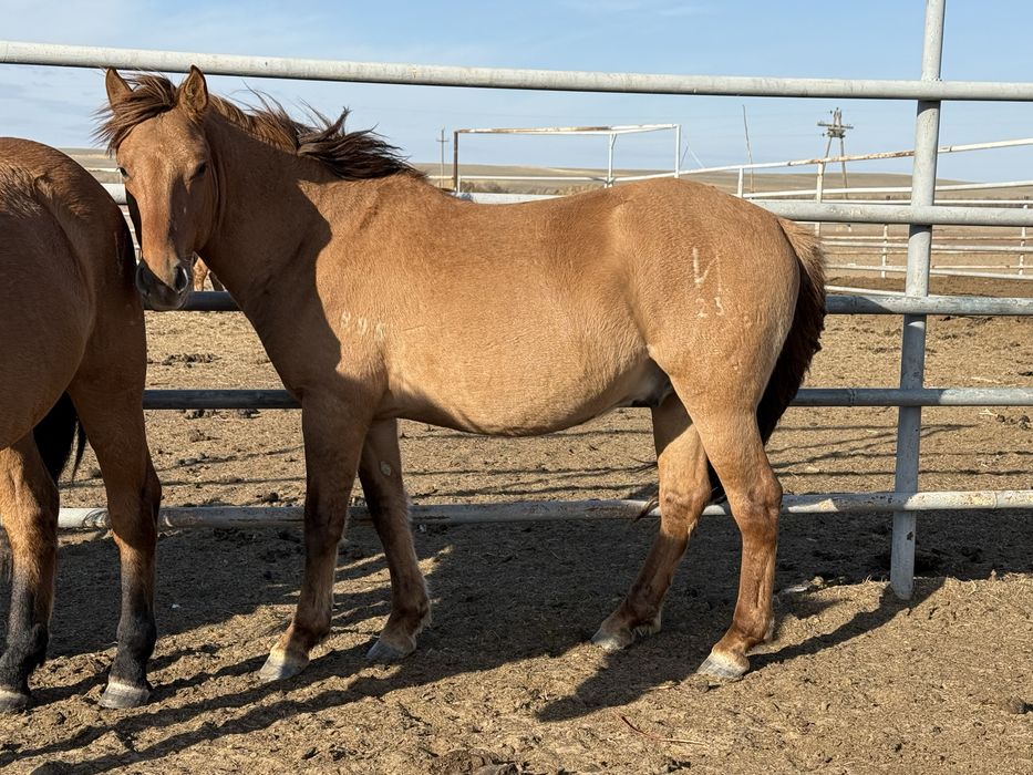 Айғыр айгир жеребец