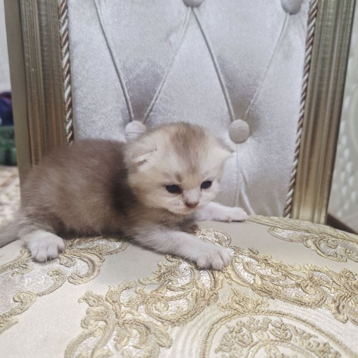 Sotiladi soglom Scottish fold