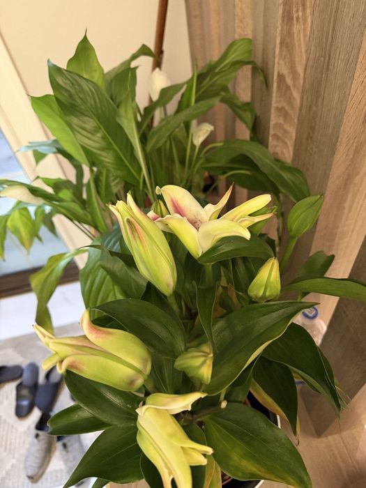 Sadovnik bogʻbon xizmati