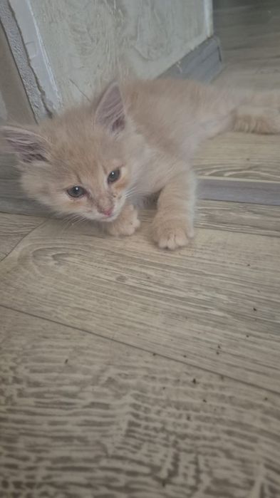 Котята мальчики в добрые руки