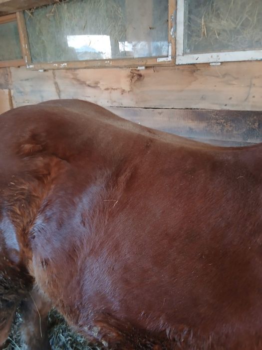 Vând  oi  și mânz