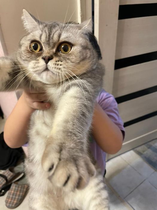 Скотиш страйт шотландские катята.