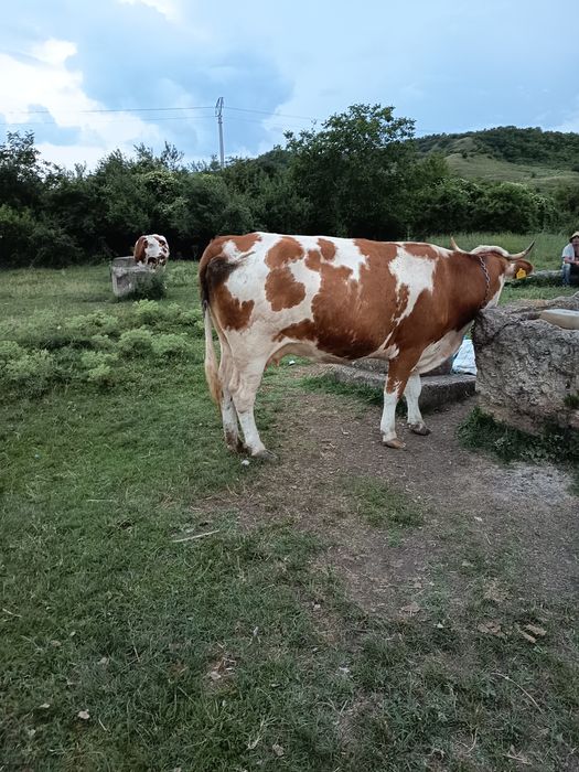 De vânzare vaca la a 2 fatare