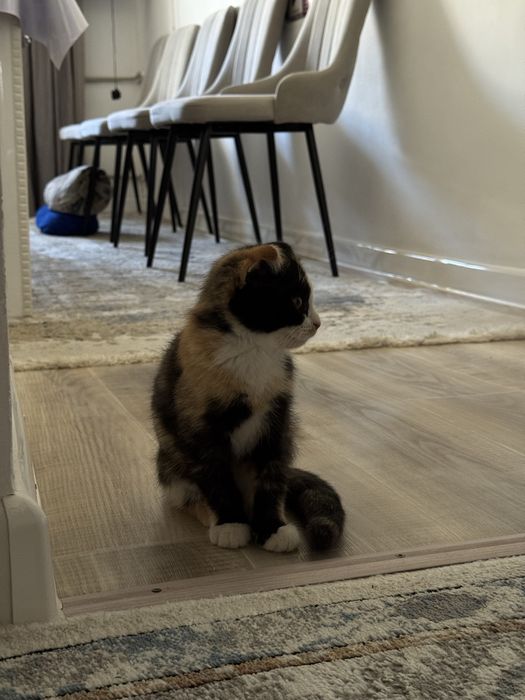 кошки, 3-айлық, породистый