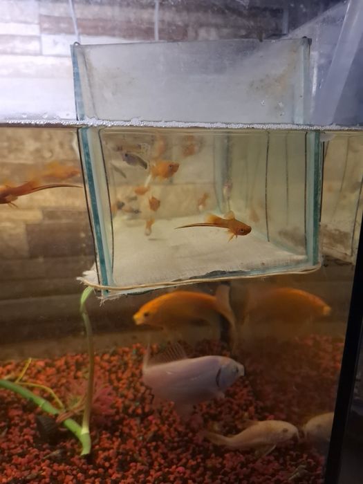 Pești Guppy & Xipho