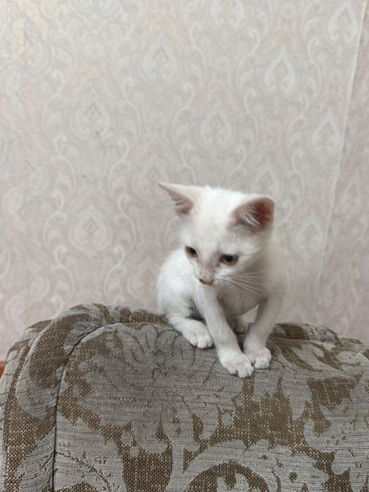 Кошечка 3 месяца