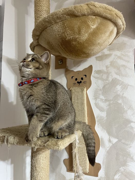 British Shorthair golden fetita 4 luni