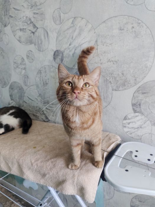 Отдам кота в добрые руки