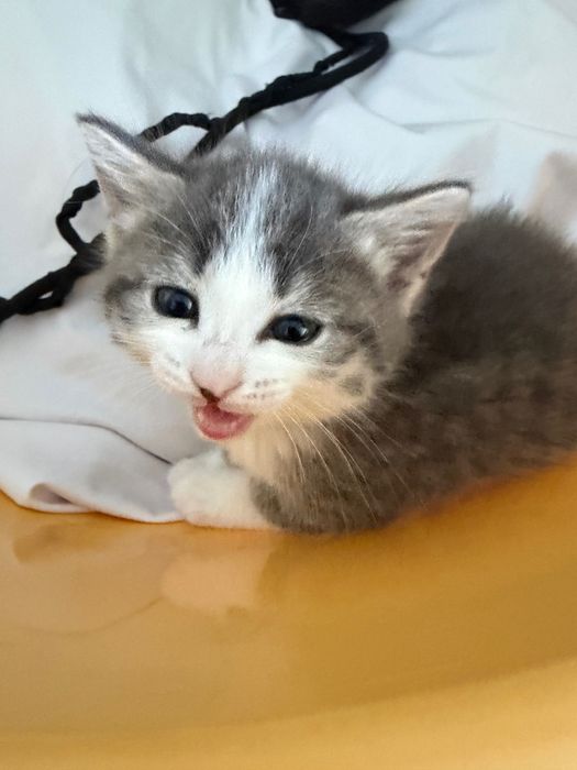 Отдам котенка в добрые руки