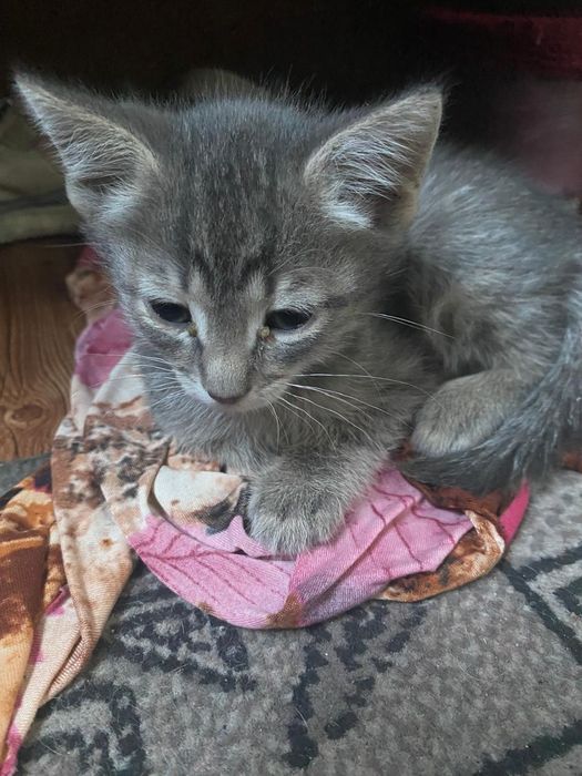 Отдам красивых котят