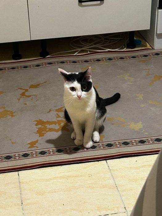 Отдаю трех кошечек в добрые руки