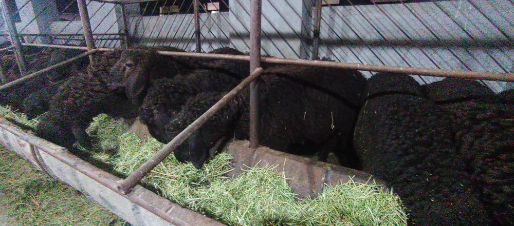 Тоқты қошқар бар