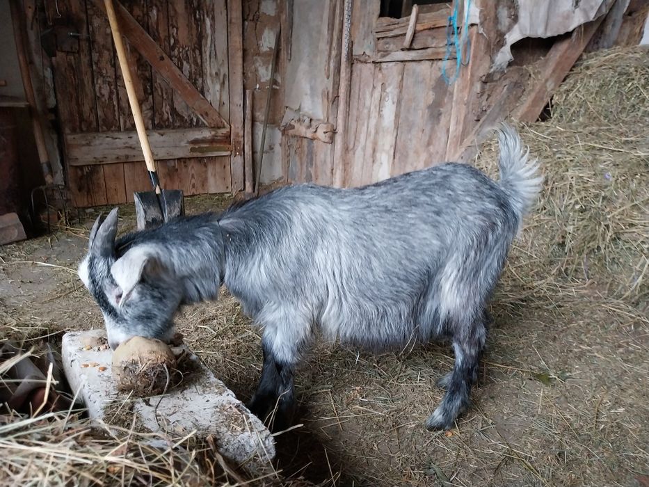 Tap metis cu Anglonubian de 6 luni