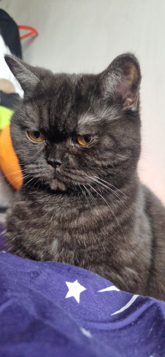 Ищем кота для британочки