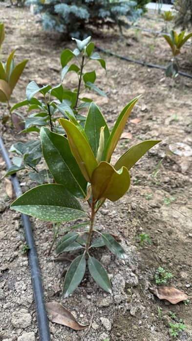 Магнолия Грандифлора кўчатлари сотилади!