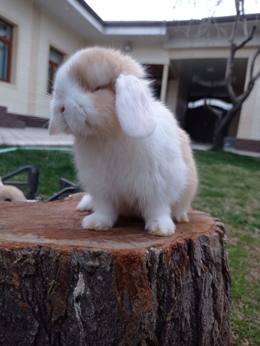 Кролики Карликовые барашки вислоухие . Karlik baran