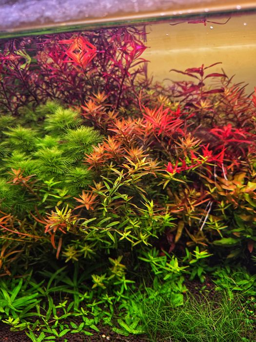 Plante Naturale Acvariu