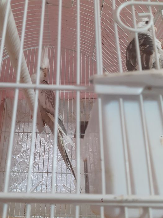 Vând sau schimb doua nimfe Whiteface