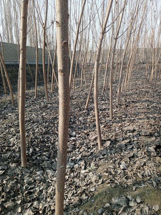 Участка чек сотилади