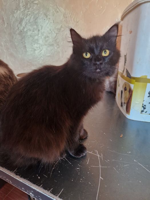 Красавица Багира