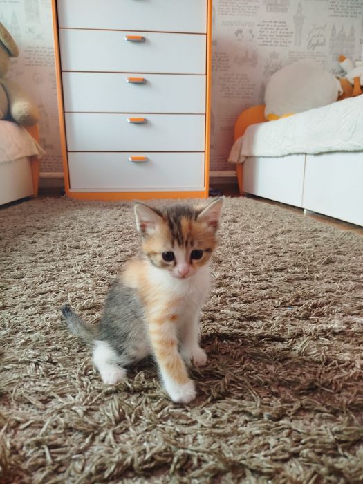 Отдам котят в хорошие руки