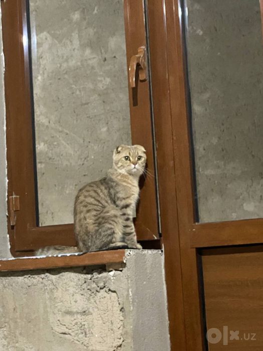 scottish fold zotli mushuk