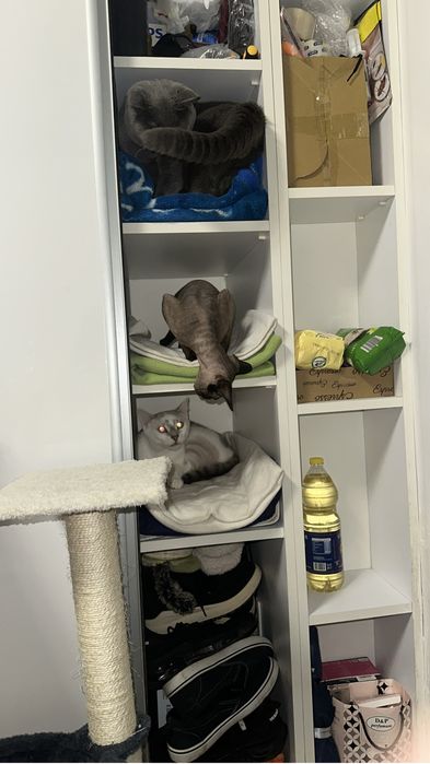 Pet sitter, pensiune pisici