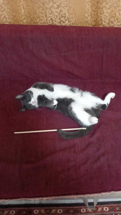 Домашний кот в добрые руки.