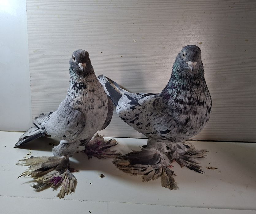 Голуби летноигровые