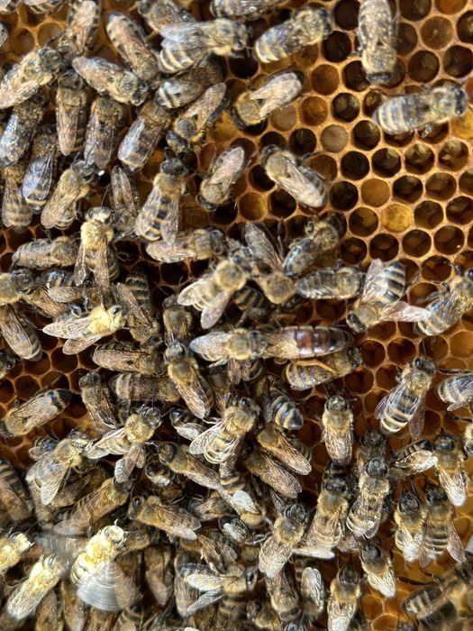 Vand familii de albine