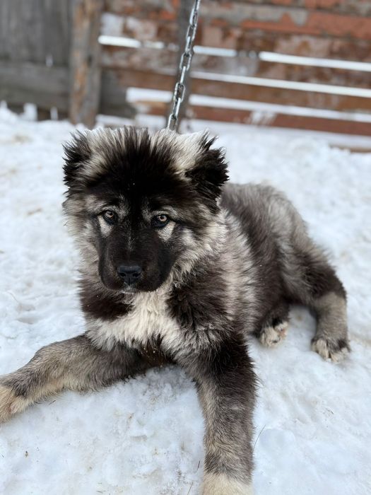 Кушык 4 айлык сатылады