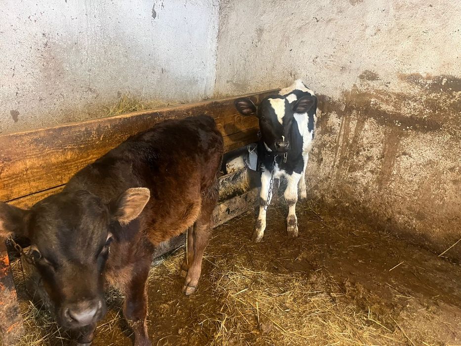 Vând 2 tăurasi frumosi