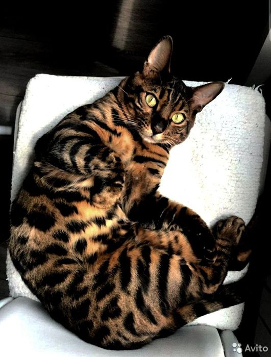 Мачо открыт для ВЯЗКИ !!!