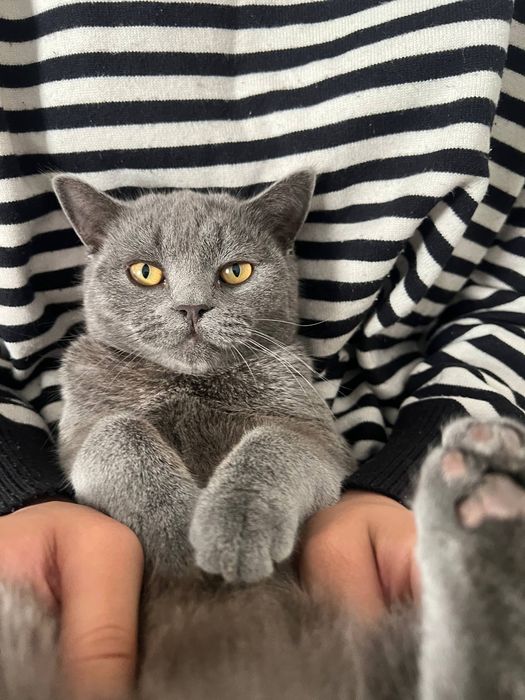 Вязка учун аёл мушук керак