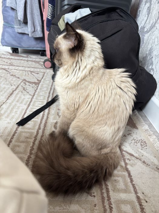 Сиамская кошка сатылады