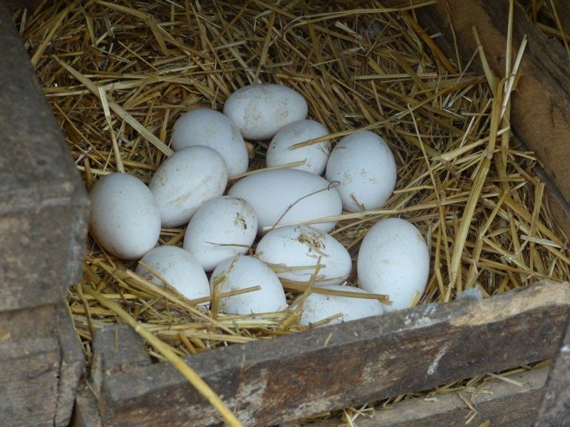 Порно студенттер өз несиелері бойынша жұмыс істейді