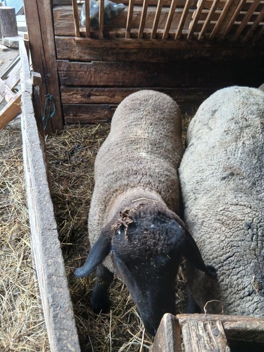 Berbecuti suffolk  de vânzare