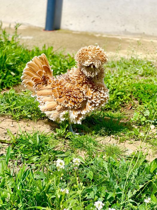 Oua de incubat gaini paduana standard si frezate