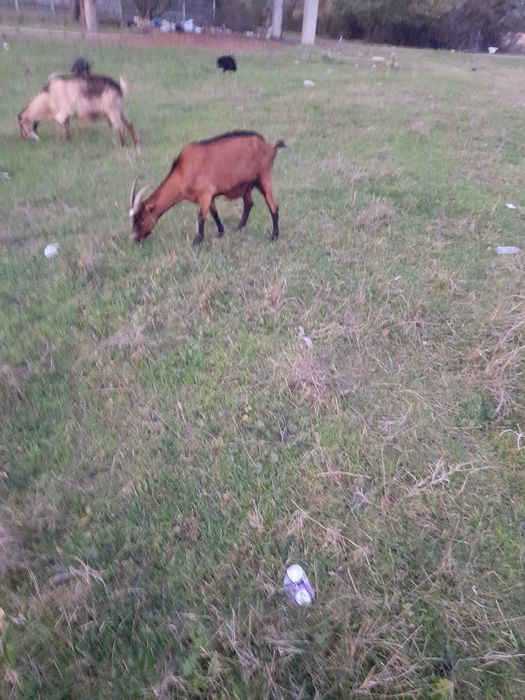 Capre de rasă,bune de lapte.